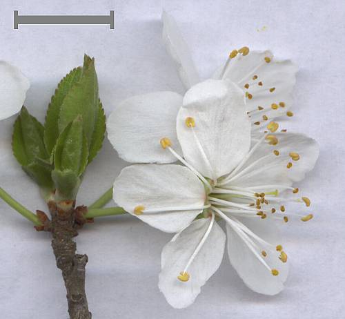 Prunus cerasifera - Kirschpflaume - cherry plum