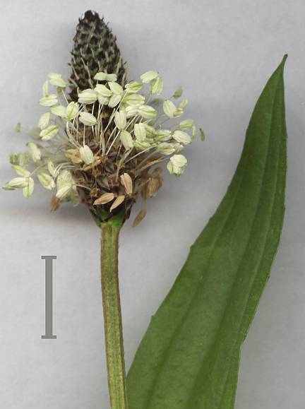 Plantago lanceolata - Spitz-Wegerich - narrowleaf plantain