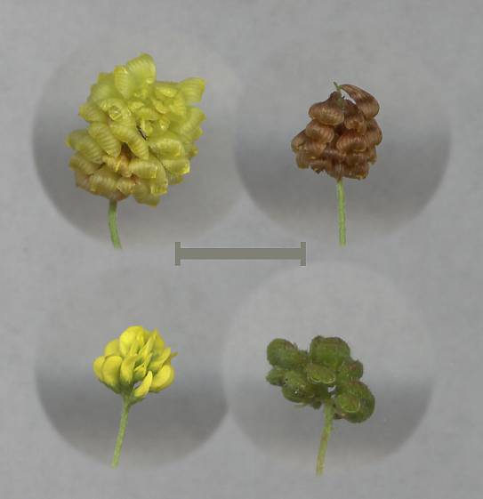 oben: Trifolium campestre - Feld-Klee / unten: Medicago lupulina - Hopfenklee
