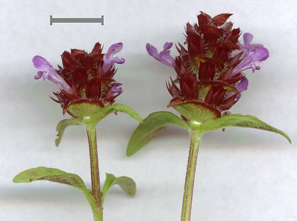 Prunella vulgaris - Gemeine Braunelle