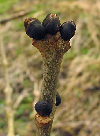 Fraxinus excelsior - Gemeine Esche