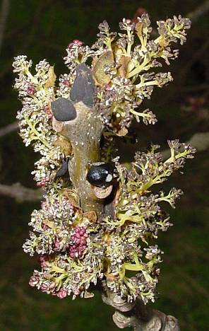 Fraxinus excelsior - Gemeine Esche