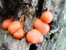 Lycogala epidendrum - Blutmilch-Schleimpilz
