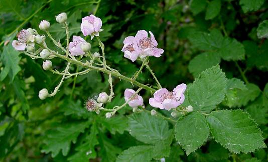 Rubus fruticosus spec. - Brombeere