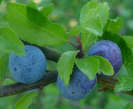 Prunus spinosa - Schwarzdorn Schlehe