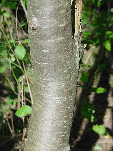 Prunus domestica - Pflaume