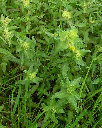 Rhinanthus alectorolophus - Zottiger Klappertopf