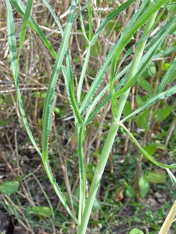 Falcaria vulgaris - Sichel-Möhre