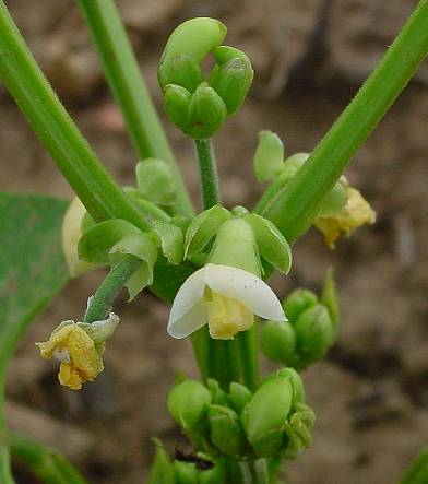 Phaseolus vulgaris - Busch-Bohne