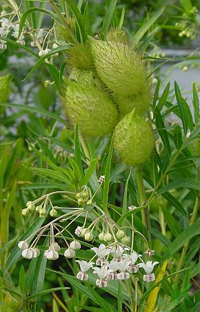 Gomphocarpus fruticosus - Asclepias fruticosa