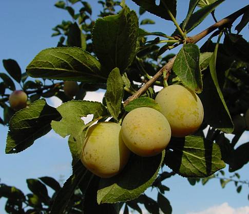 Prunus domestica ssp. syriaca - Mirabelle