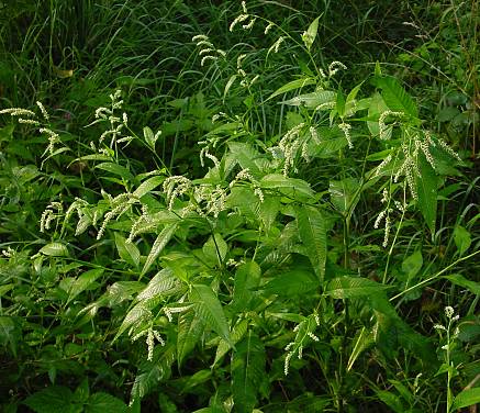 Persicaria lapathifolia ? - [=Polygonum lapathifolium] - Ampfer-Knöterich