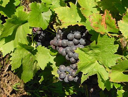 Vitis vinifera - Weinrebe