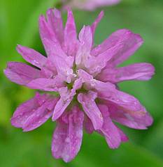 Trifolium resupinatum - Persischer Klee