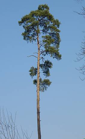 Gewöhnliche Kiefer - Pinus sylvestris