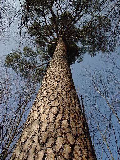 Gemeine Kiefer - Pinus sylvestris