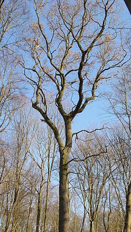 Stiel-Eiche - Quercus robur