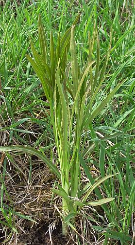 Sichelmöhre - Falcaria vulgaris