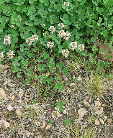 Weiß-Klee - Trifolium repens
