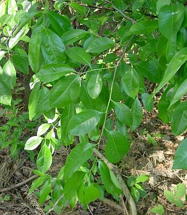 Späte Traubenkirsche - Prunus serotina