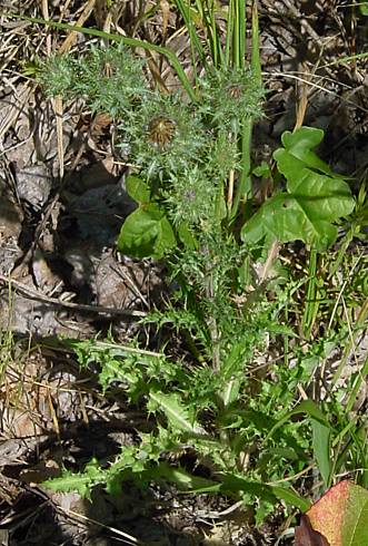 Kleine Eberwurz - Carlina vulgaris