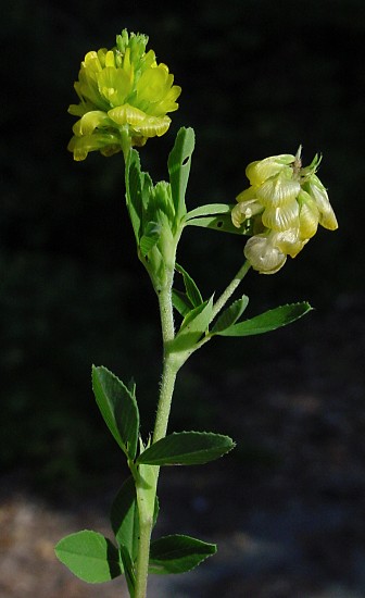 Gold-Klee - Trifolium aureum