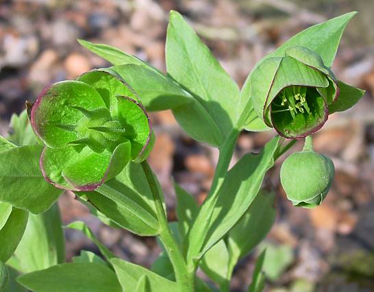 Stinkende Nieswurz - Helleborus foetidus