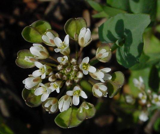 Stängelumfassendes Hellerkraut - Thlaspi perfoliatum