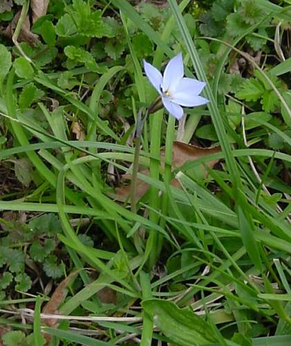 Ipheion uniflorum - Frühlingsstern - spring starflower