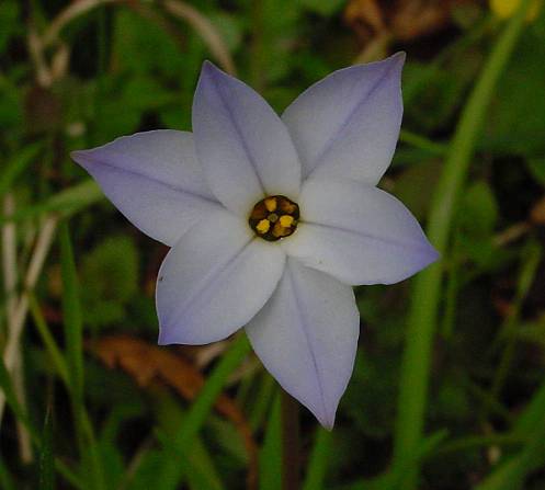 Ipheion uniflorum - Frühlingsstern - spring starflower