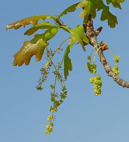 Quercus robur - Stiel-Eiche - English oak