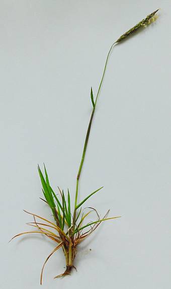 Alopecurus myosuroides - Acker-Fuchsschwanz - slender meadow foxtail