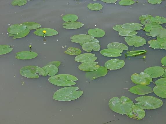 Nuphar lutea - Gelbe Teichrose - yellow pond-lily