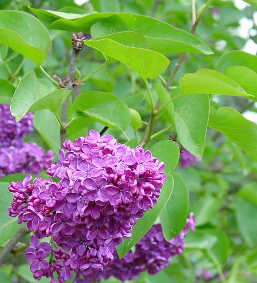 Syringa spec. - Roter Flieder - tree lilac