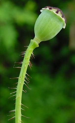 Papaver rhoeas - Klatsch-Mohn - corn poppy