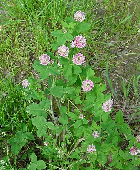 Trifolium hybridum - Schweden-Klee - alsike clover
