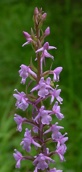 Gymnadenia conopsea - Mücken-Händelwurz - fragrant orchid