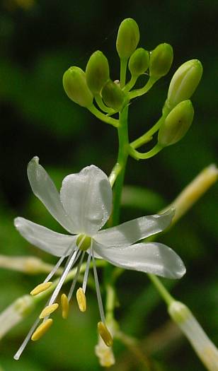 Anthericum ramosum - Ästige Graslilie - branched St. Bernard's lily