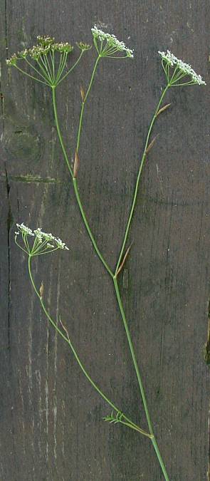 Pimpinella saxifraga - Kleine Bibernelle - solidstem burnet saxifrage