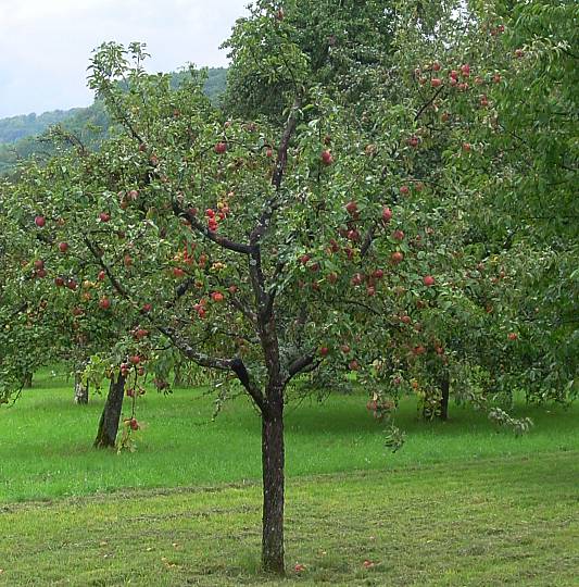 Malus domestica - Apfelbaum - apple