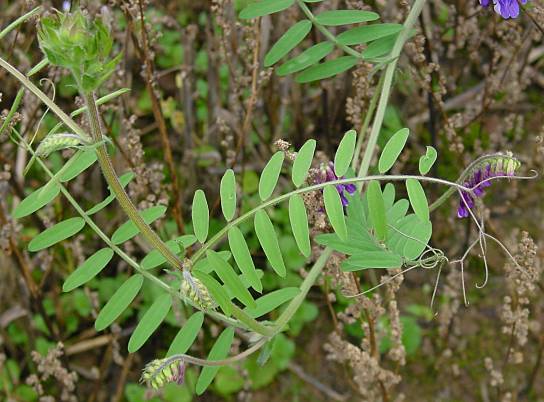 Vicia cracca - Vogel-Wicke - bird vetch