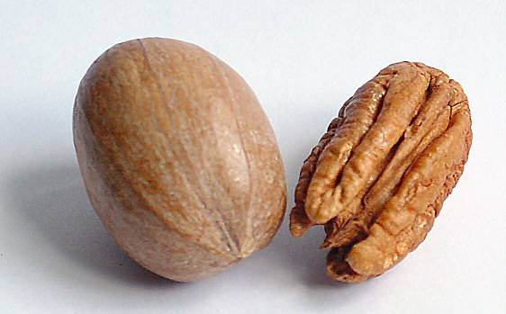 Carya illinoinensis - Pecan-Nuss - Pecan nut