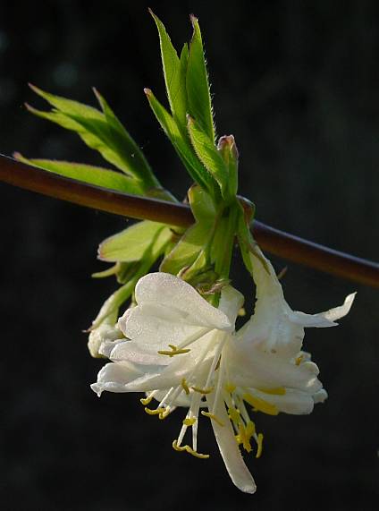 Lonicera x purpusii - Geißblatt - honeysuckle