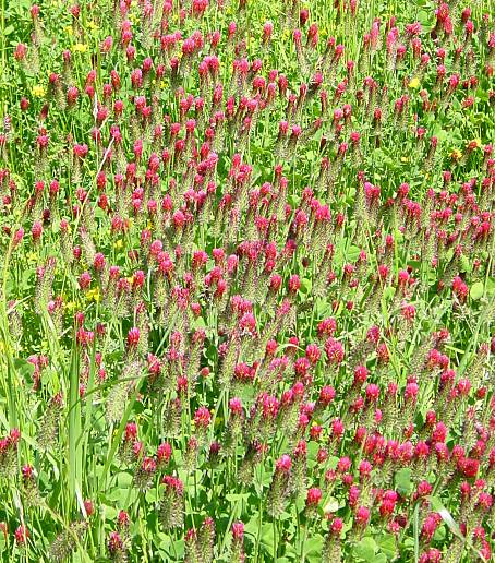 Trifolium incarnatum - Inkarnat-Klee - crimson clover