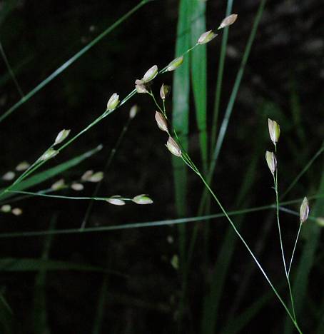Melica uniflora - Einblütiges Perlgras - wood melicgrass
