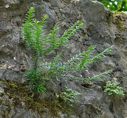 Taxus baccata - Eibe - English yew