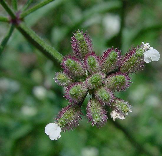 Torilis japonica - Gewöhnlicher Klettenkerbel - erect hedge parsley