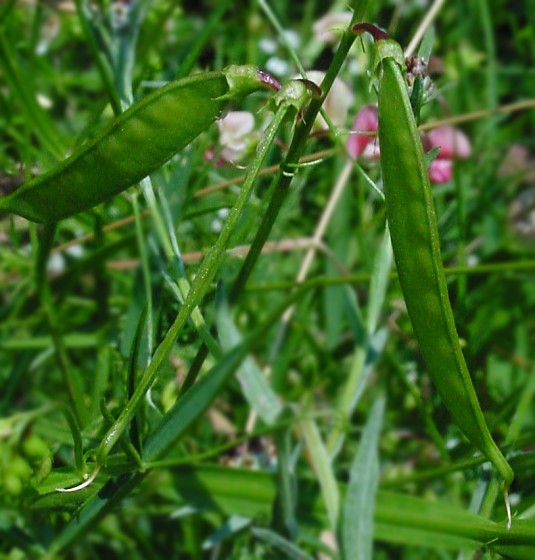 Lathyrus sylvestris - Wald-Platterbse - flat pea