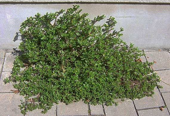 Portulaca oleracea - Portulak - little hogweed