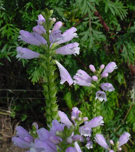Physostegia virginiana - Gelenkblume - obedient plant